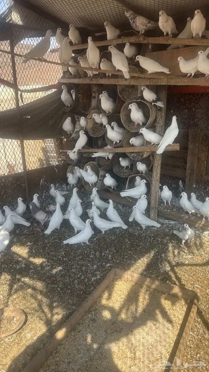 حمام فرنسي عشه 1