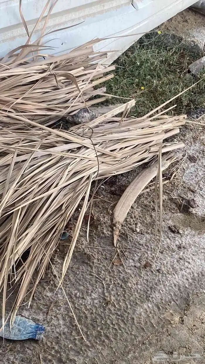 بيع كرب وجذوع للمندي خمس ريال فقط 4