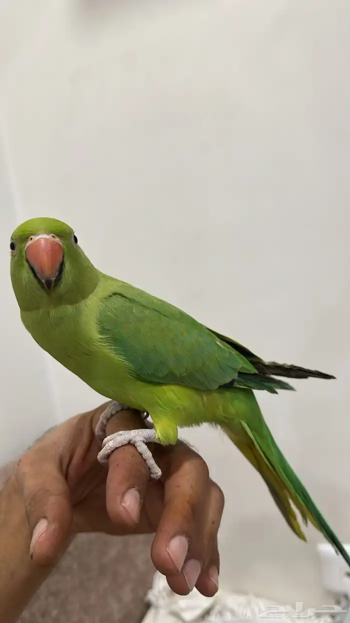 درة اليف جدا 1