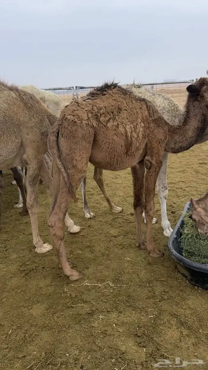 قعدان للبيع 2