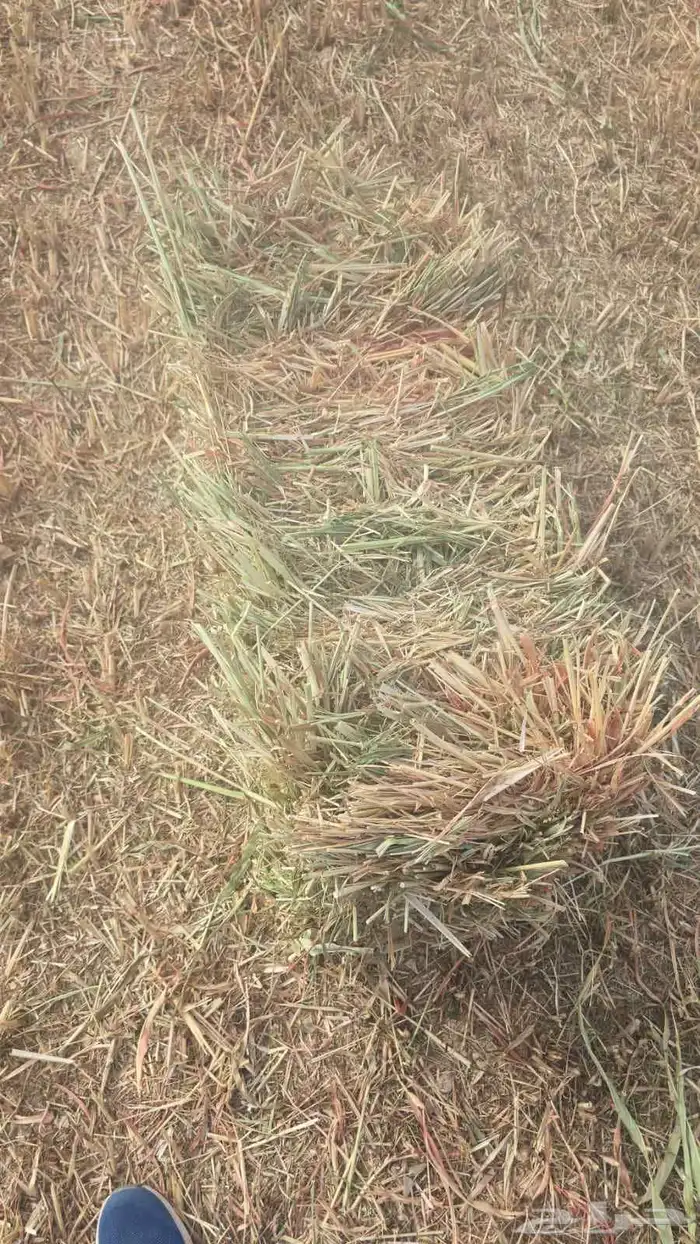 برسيم وتبن وزره ورودس لفات 1