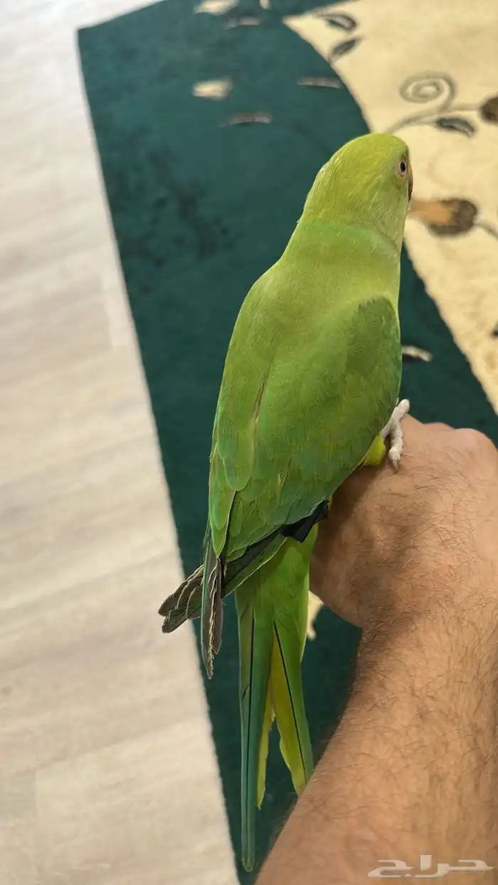 درة اليف جدا 3