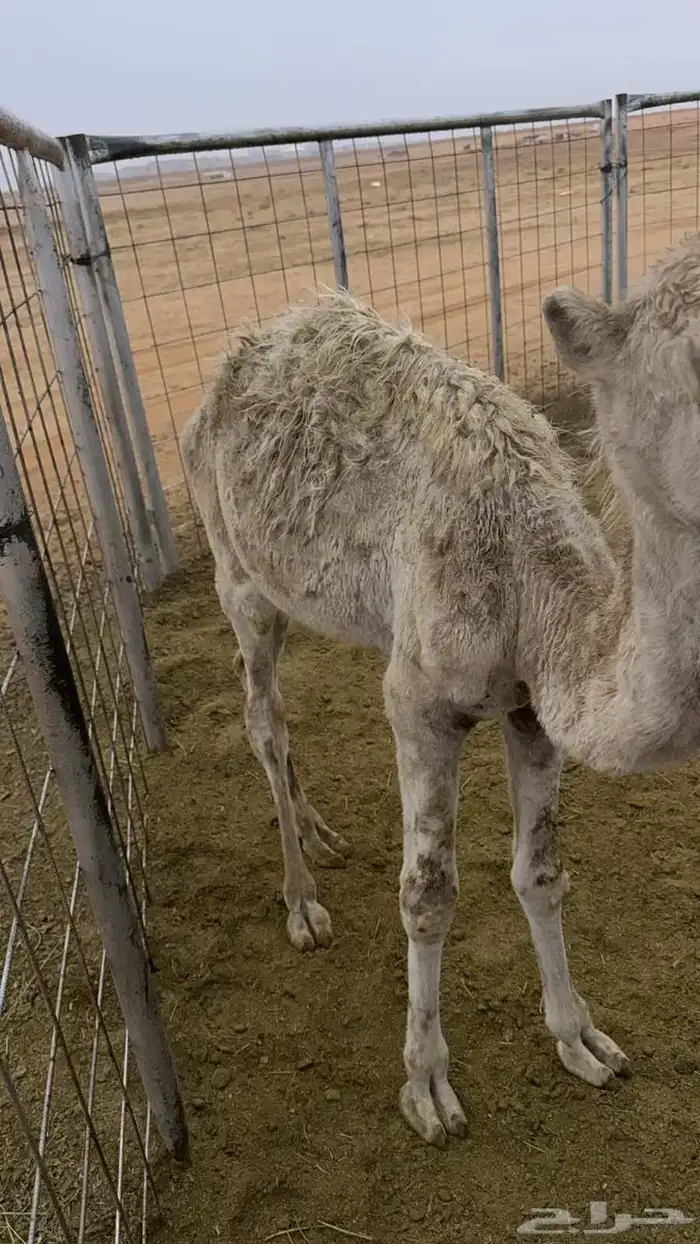 قعدان للبيع 3