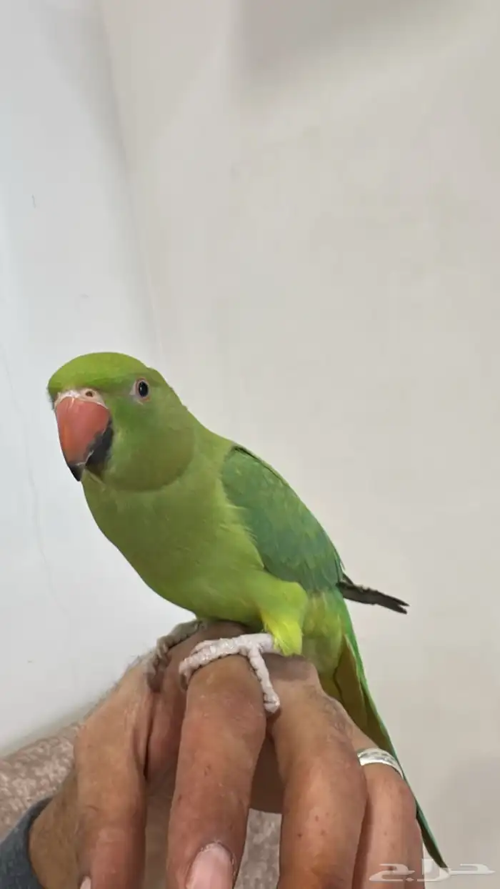 درة اليف جدا 2