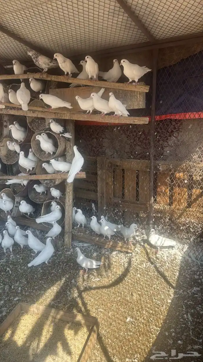 حمام فرنسي عشه 0