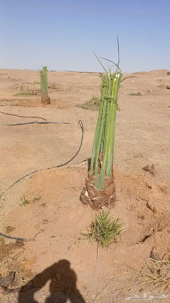 الموقع العولقه 9