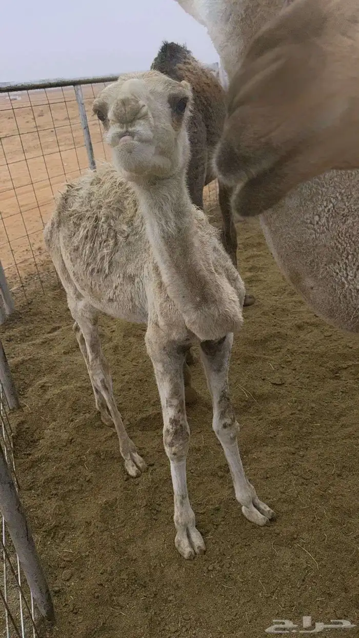 قعدان للبيع 1