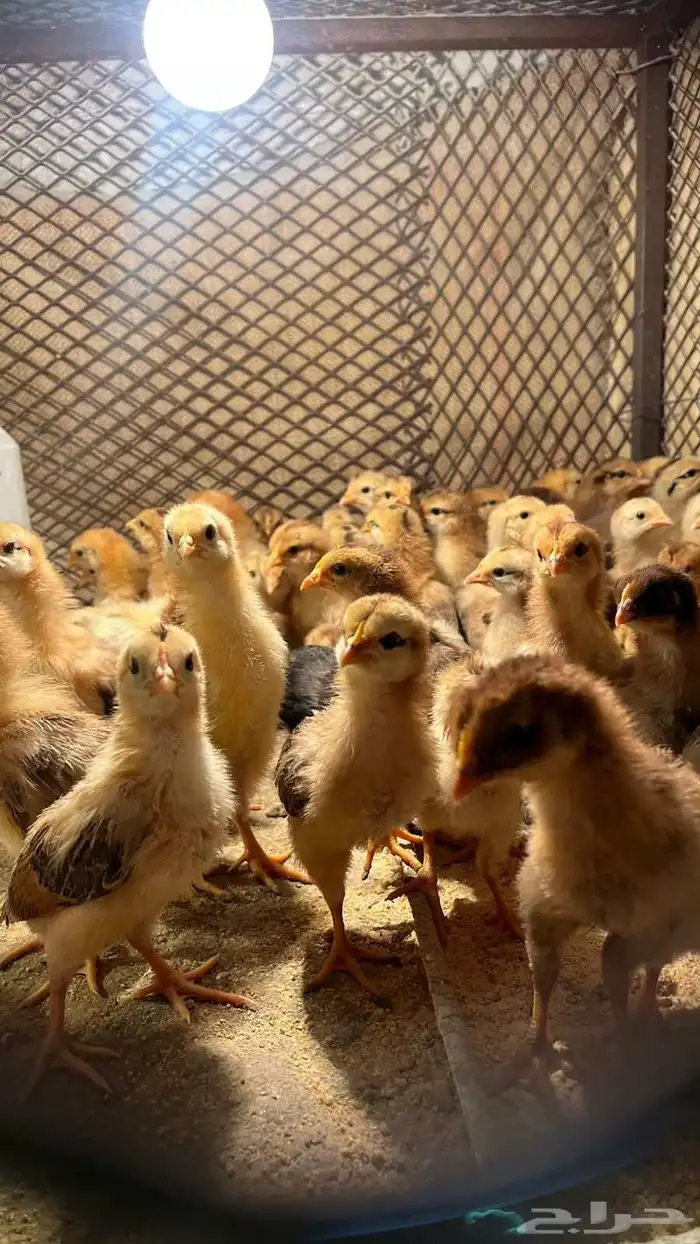 صوص فرنسي احمر 1