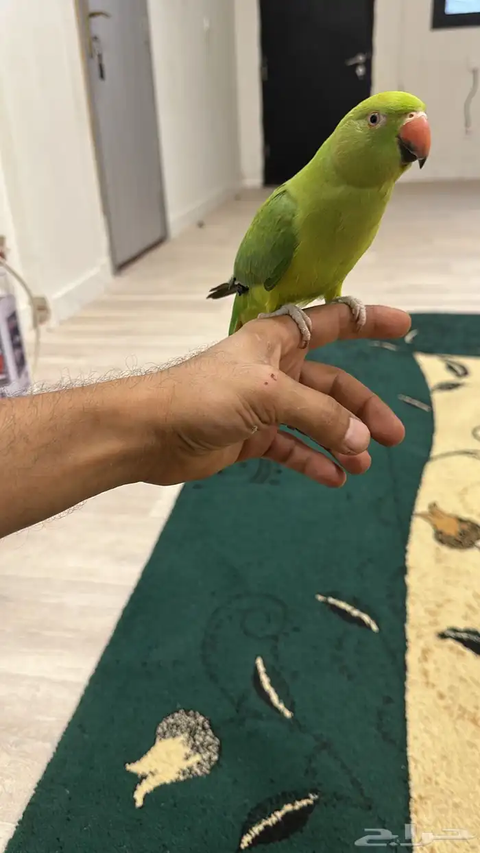 درة اليف جدا 0