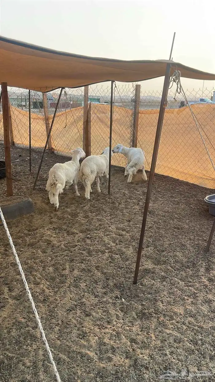 طليان حريه عمر 6 أشهر فل لحم وشحم 0