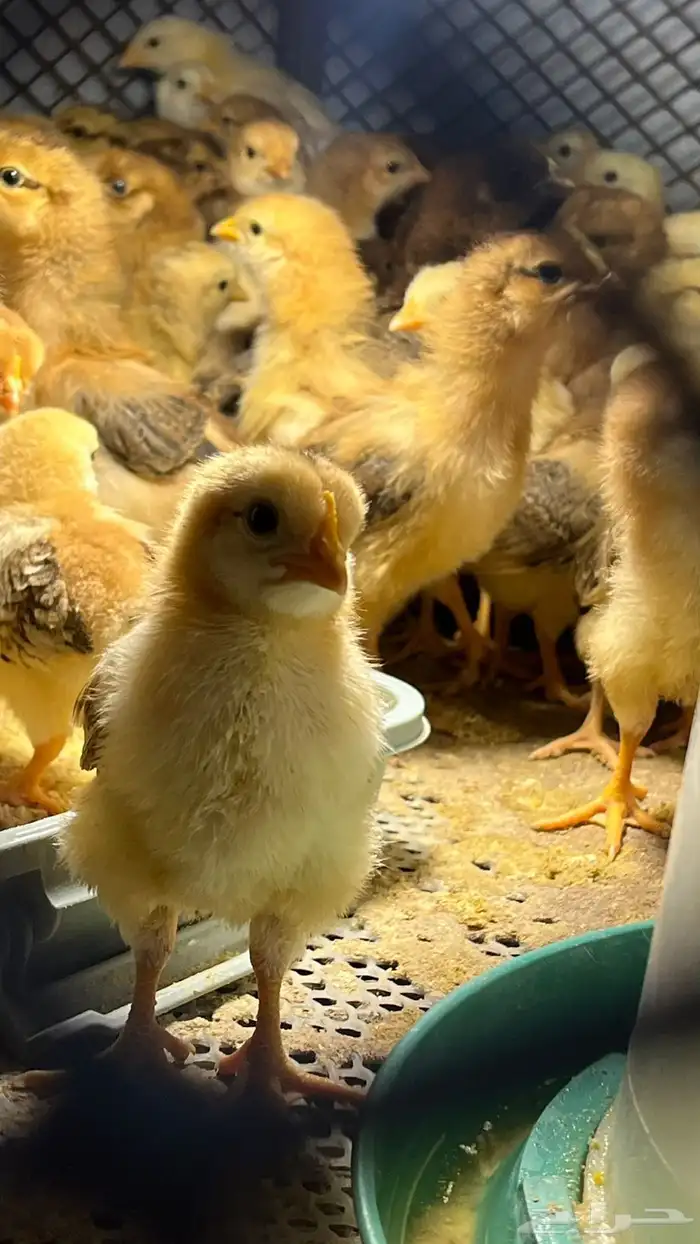 صوص فرنسي احمر 3