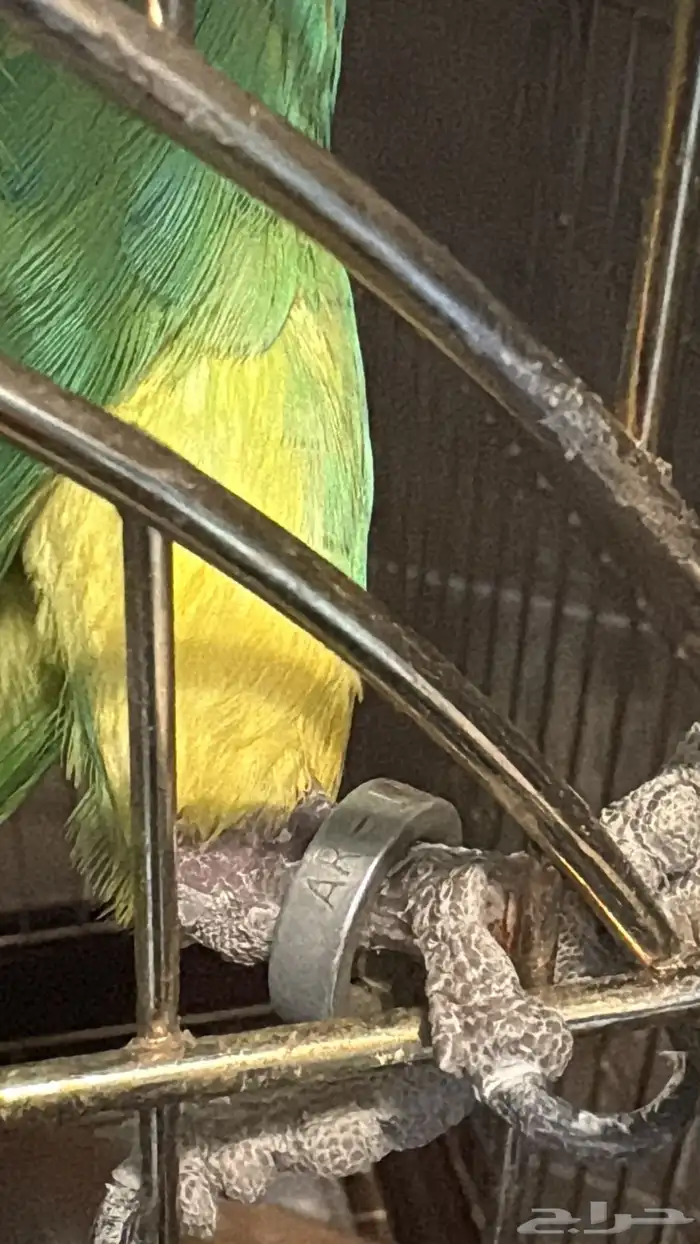 امزوني بلوفرنتد جاكو اليف جدآ ومتكلم 2