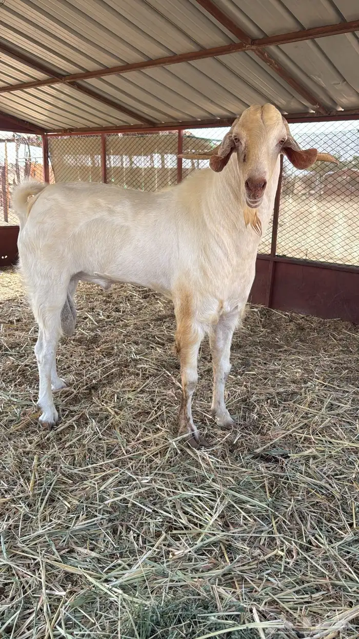 تيس فحل ابرص 0