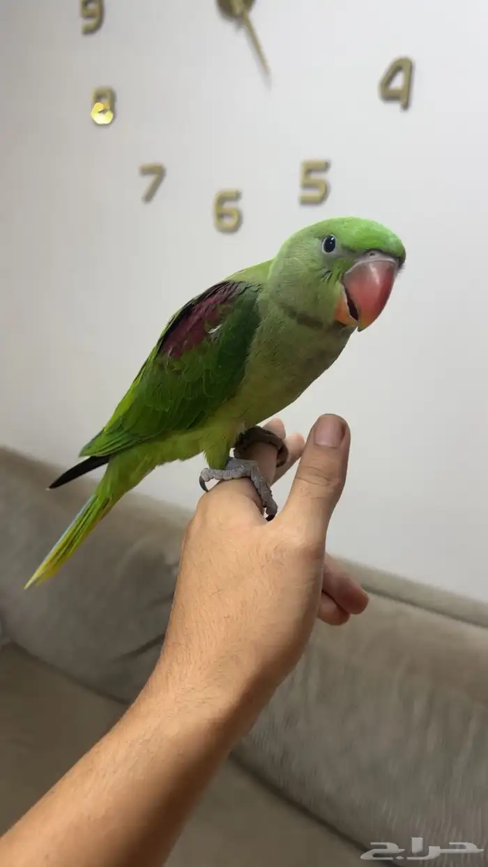 ببغاء درة نيبالي ( تم البيع ) 1