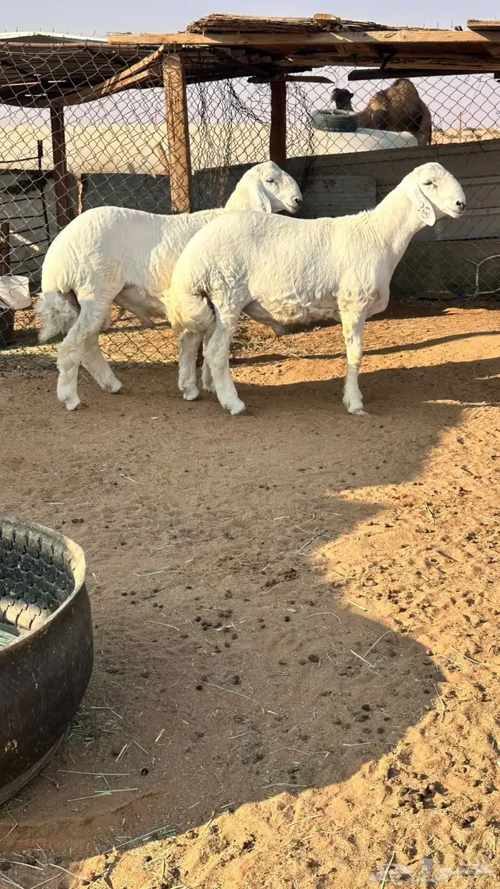 فحل حري مشروع العمر 5 شهور تابع العرض السابق 0