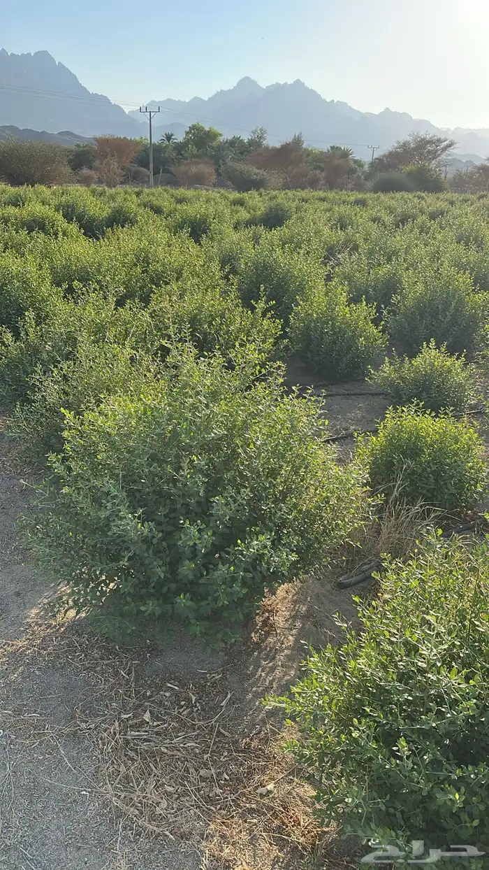 حناء و سدر المدينه عضويه 100 2