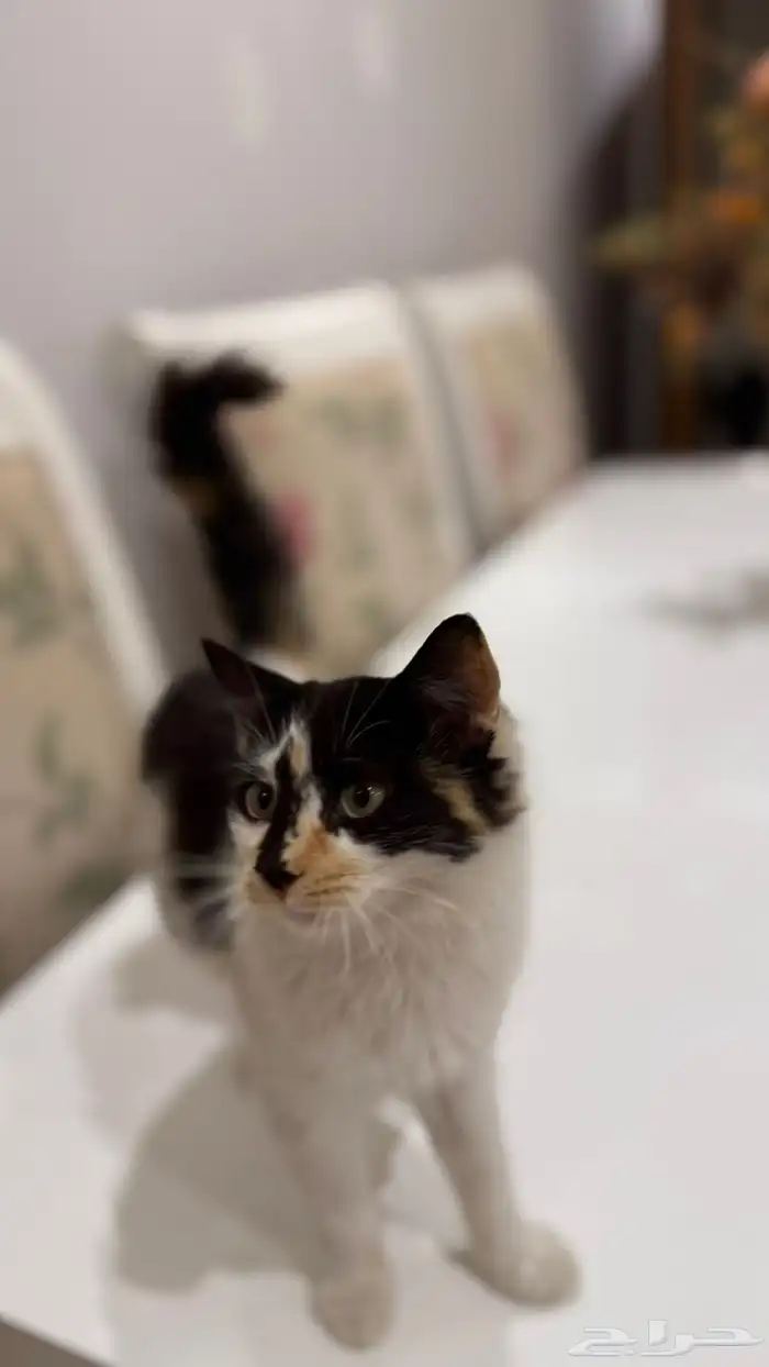 قط انثى لتبني 1