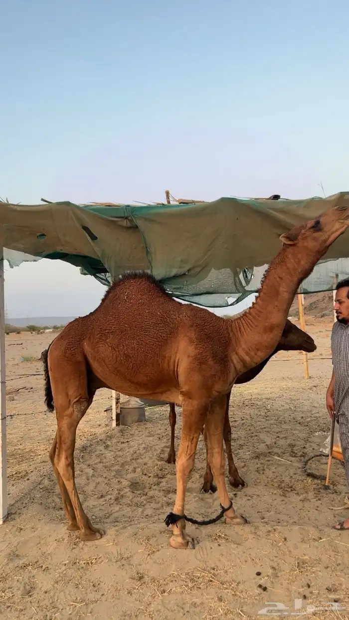 مشروع فحل ساحلي فاااخر 0