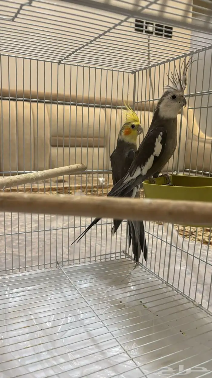 للبيع الطيور على السوم 1