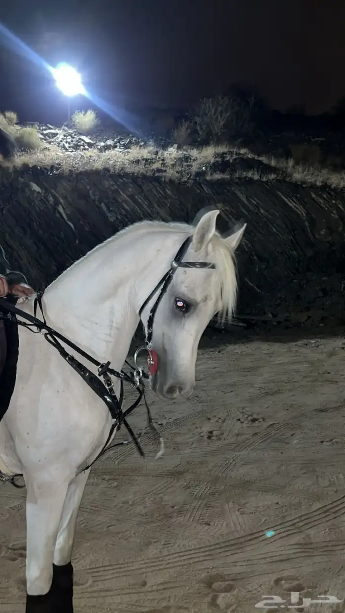 حصان مصري بيور شييخ 4