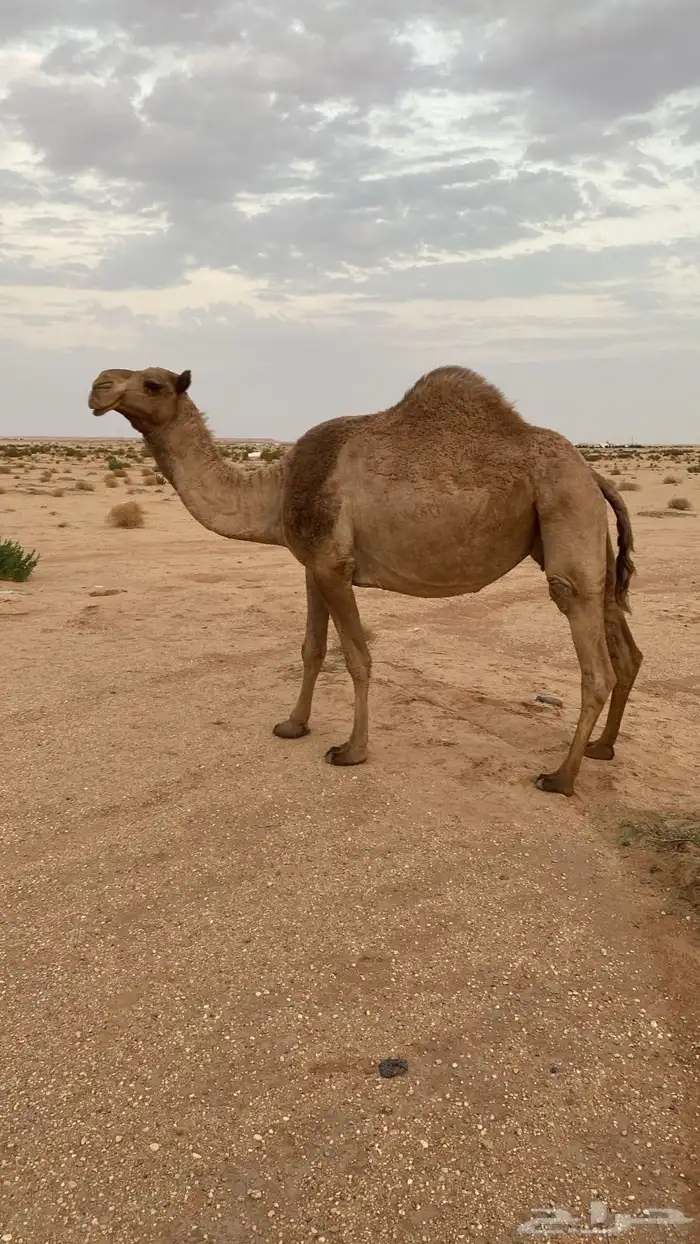 للبيع لقحه شعلا بدويه 0