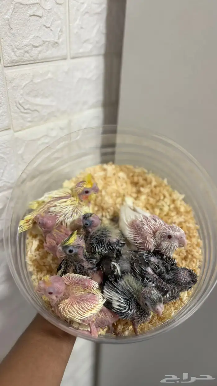 فروخ كروان 0