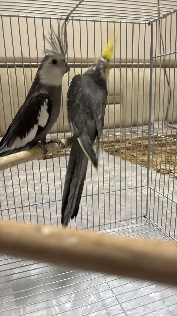للبيع الطيور على السوم 3