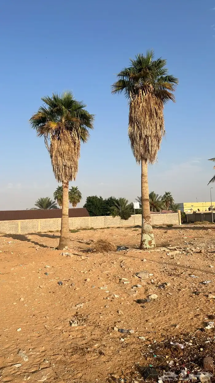 نخل امريكي للبيع 1