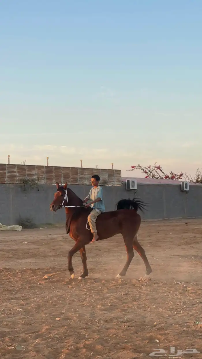 حصان شعبي شيخ 1