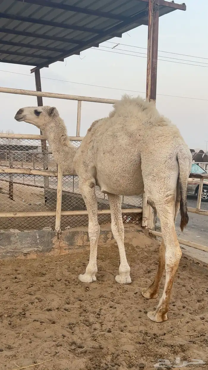 قعود مفرود طيب للقصب 0