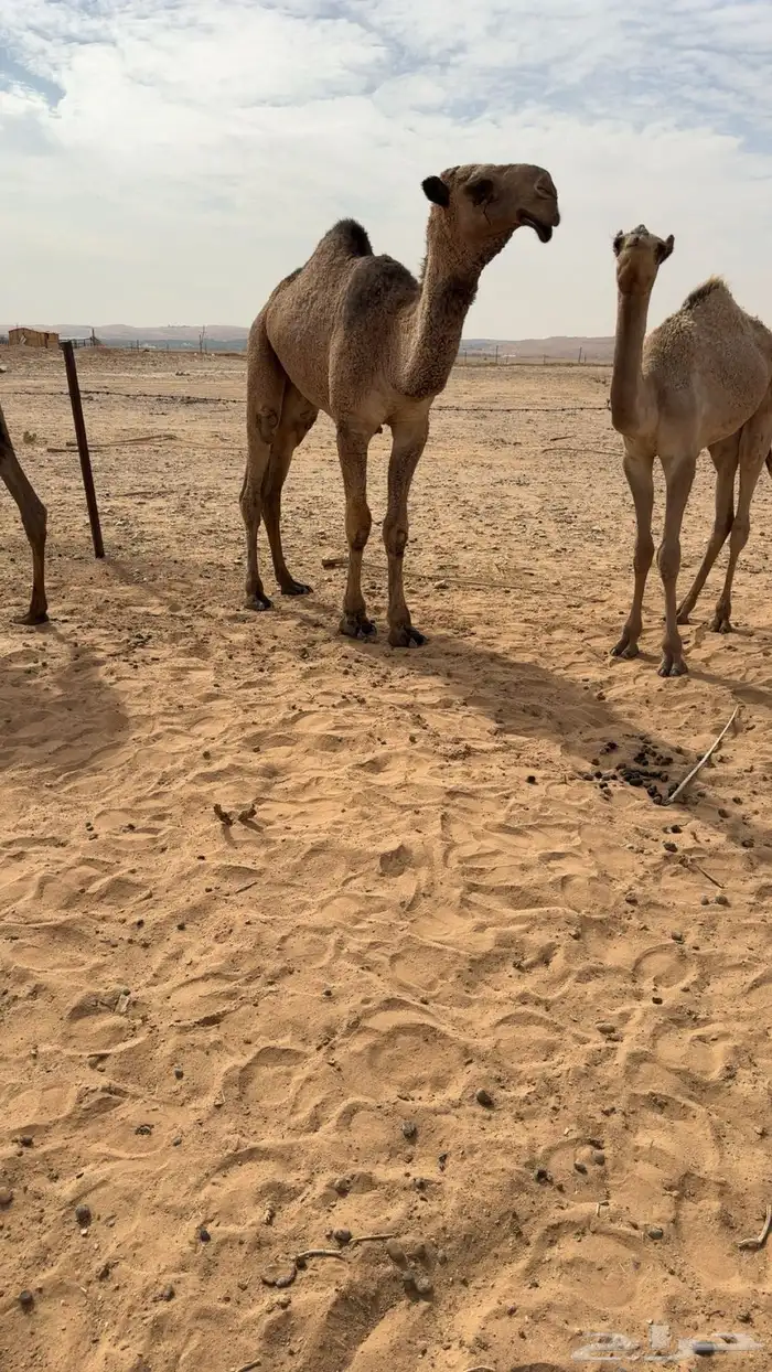 للبيع قعود اصفر كفوو حق 0