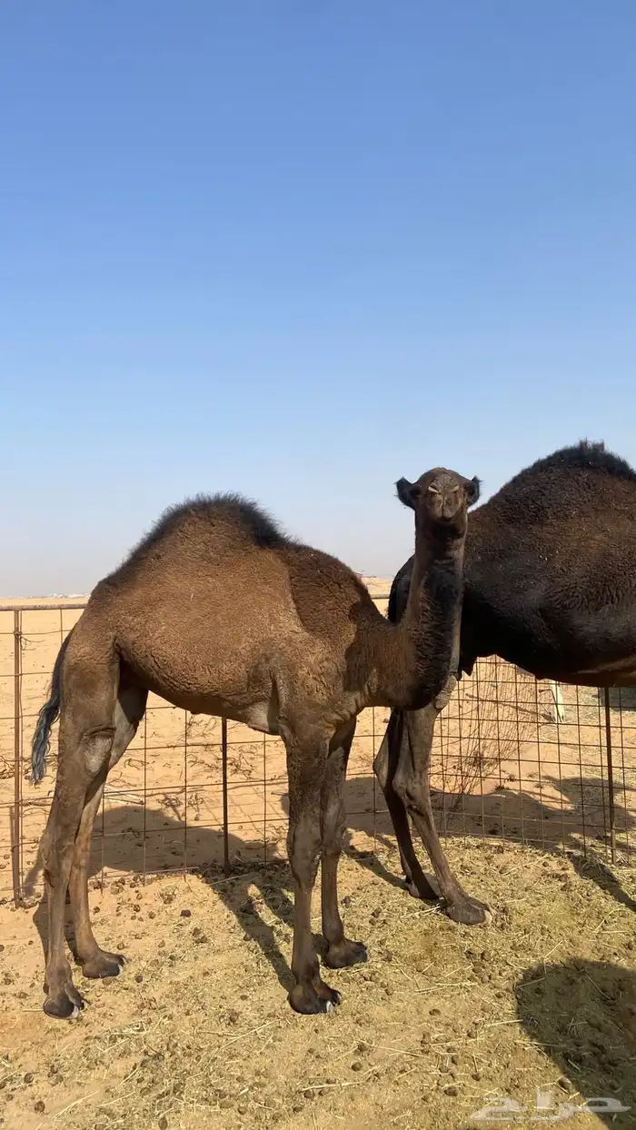 للبيع عشرا طيبه 3