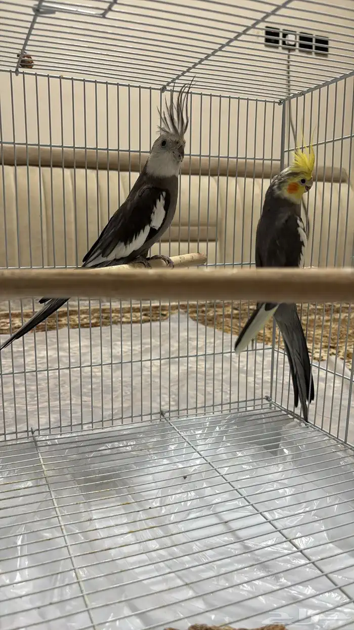 للبيع الطيور على السوم 0