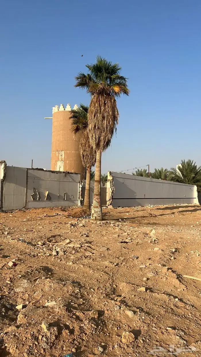 نخل امريكي للبيع 2