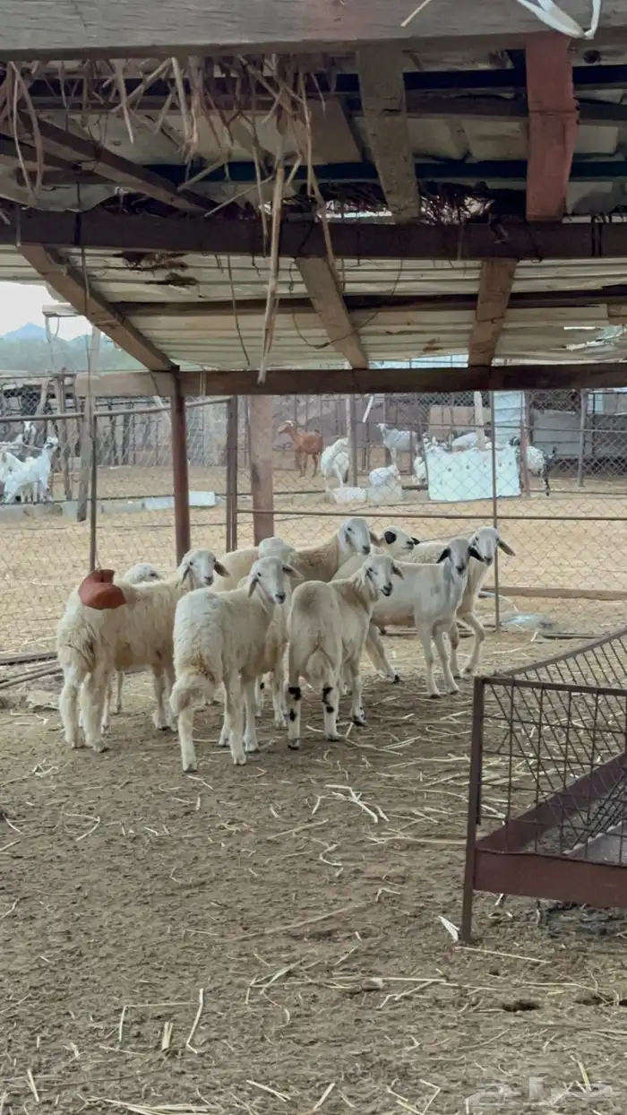 طليان ذبايح عدد 9 الموقع القنفذه 1