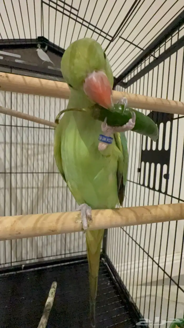 للبيع دره هنديه متكلمه (لون نادر) 4