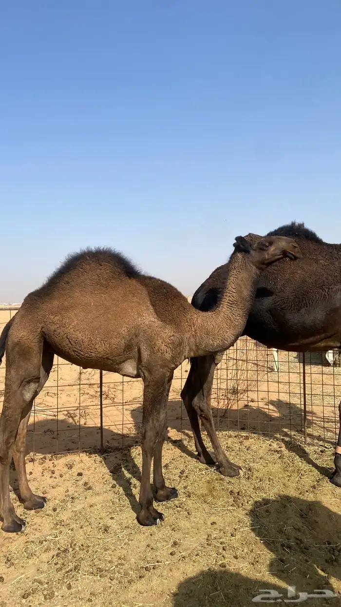 للبيع عشرا طيبه 2