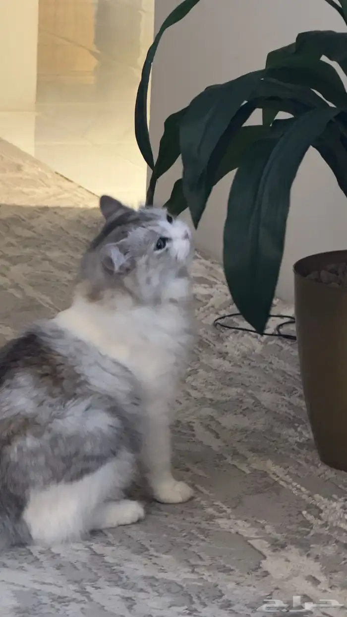 قطة مفقودة بجبرة بالطايف من يجدها له مكافأة 2