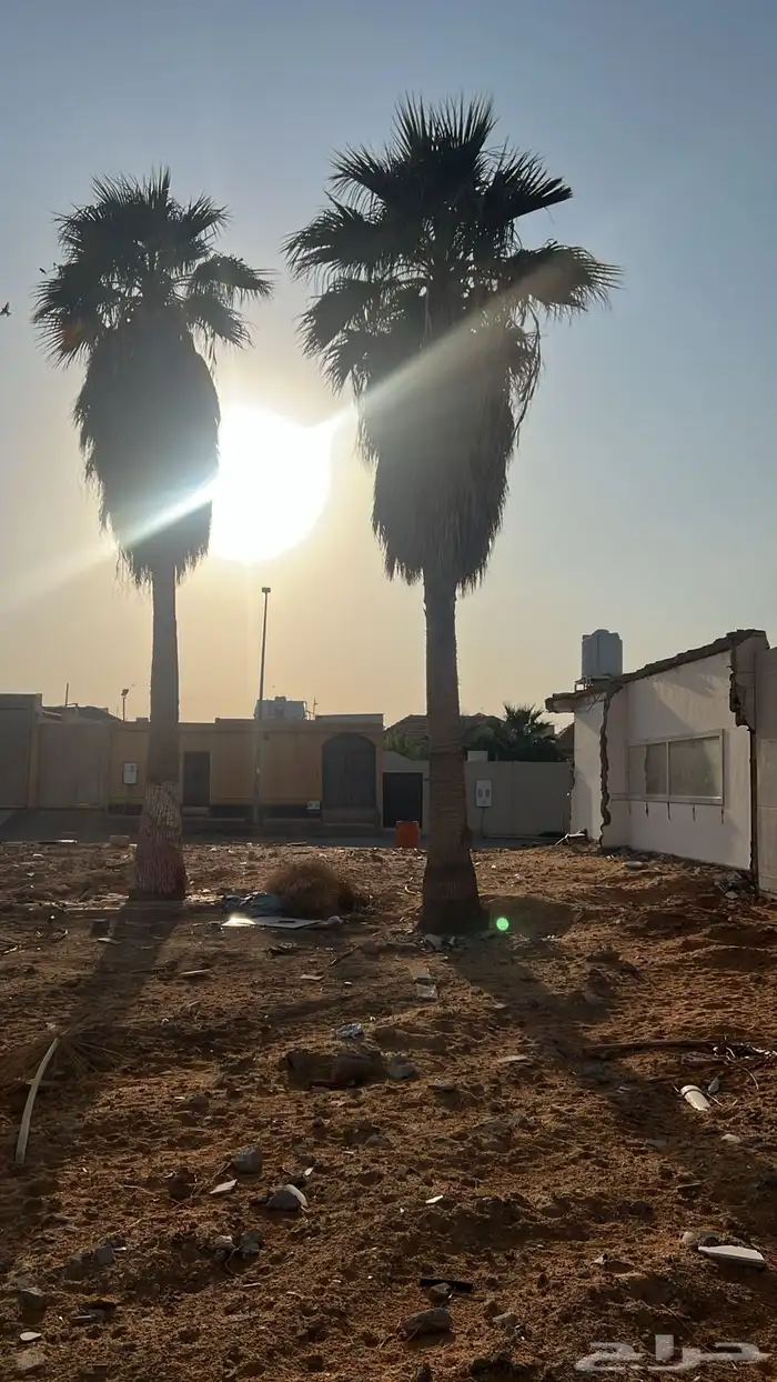 نخل امريكي للبيع 0