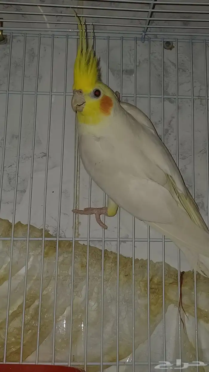 ذكر كروان لاتينو 1