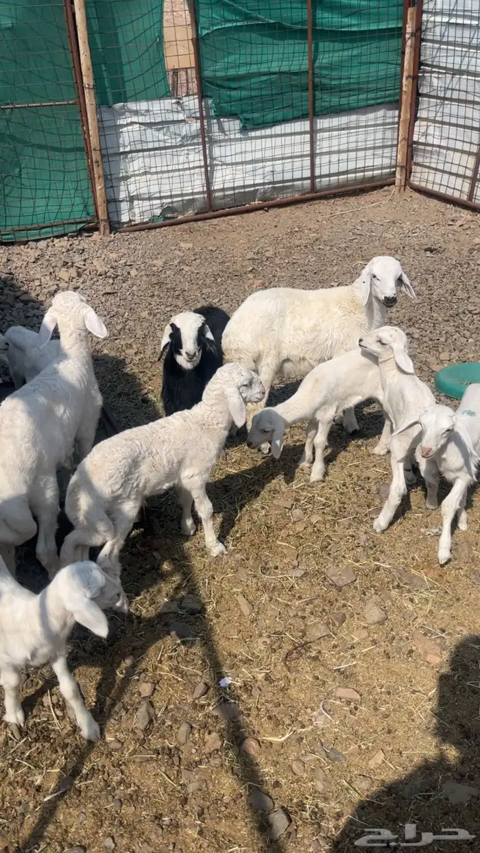 غنم ولد طيبه 5