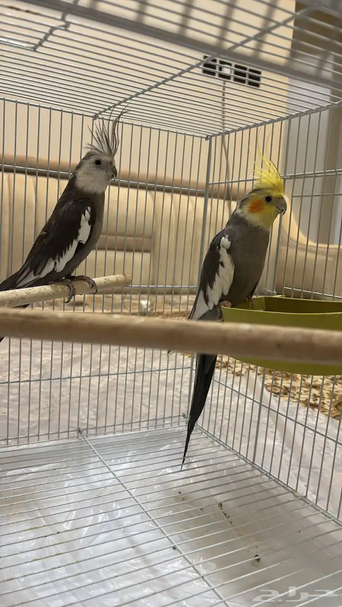 للبيع الطيور على السوم 2