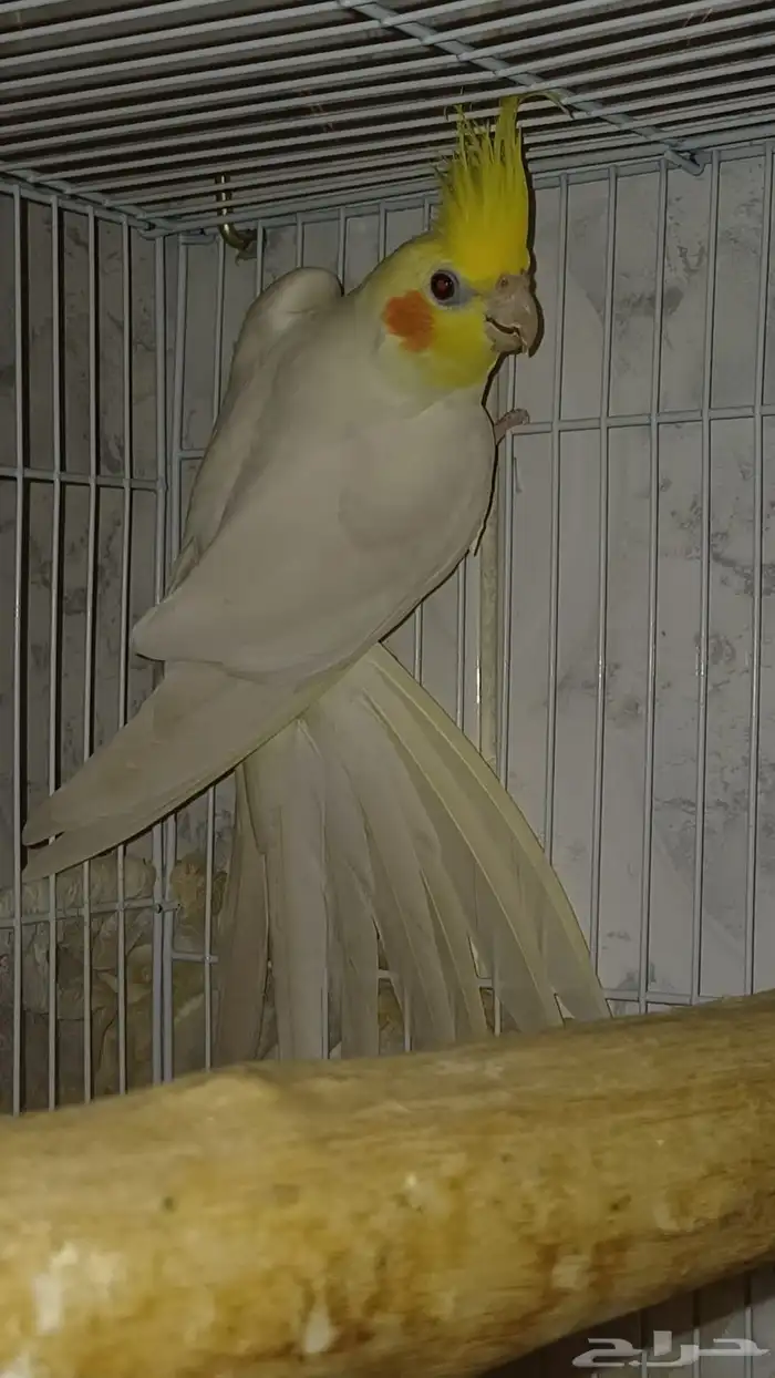 ذكر كروان لاتينو 0