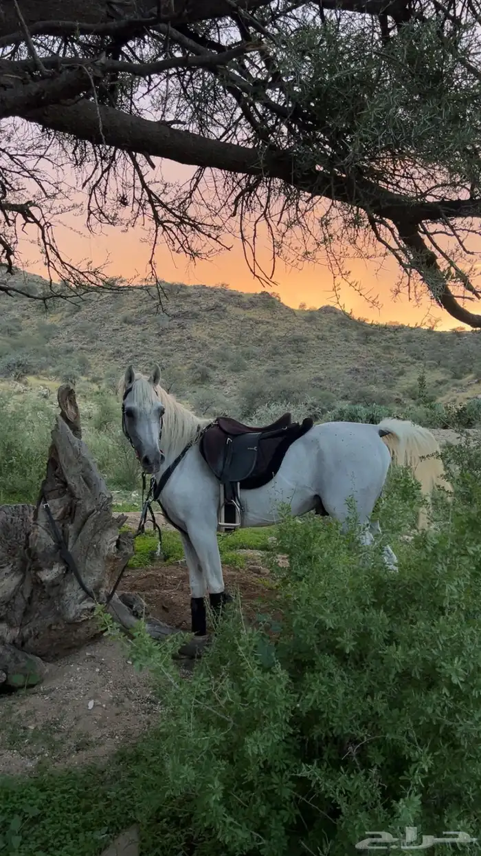 حصان مصري بيور شييخ 0