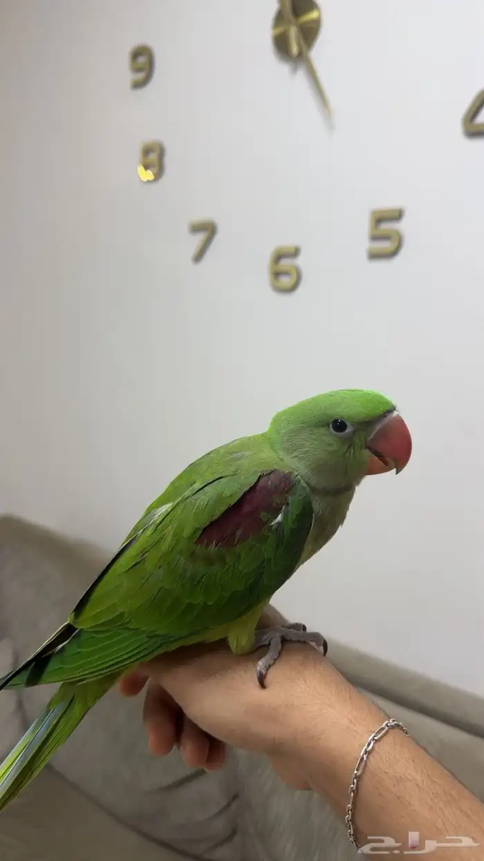 ببغاء درة نيبالي ( تم البيع ) 0