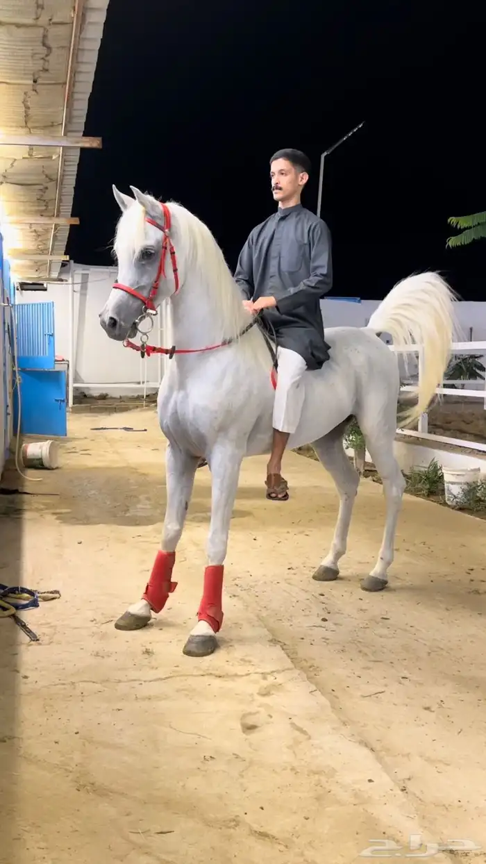 حصان مصري بيور شييخ 1