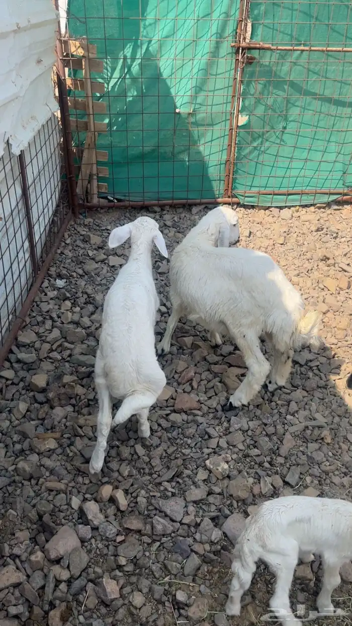 غنم ولد طيبه 4