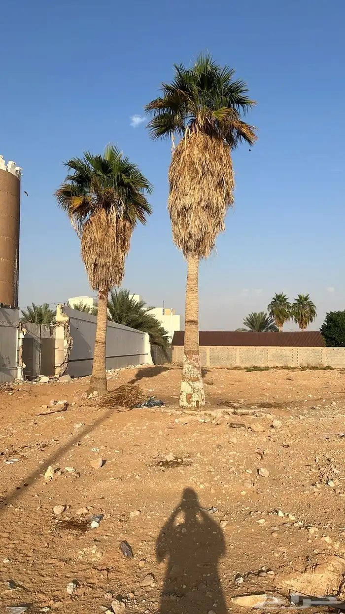 نخل امريكي للبيع 3