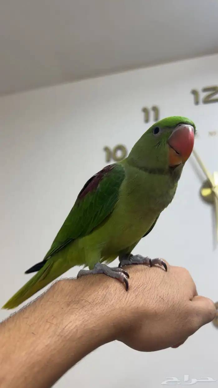 ببغاء درة نيبالي ( تم البيع ) 2