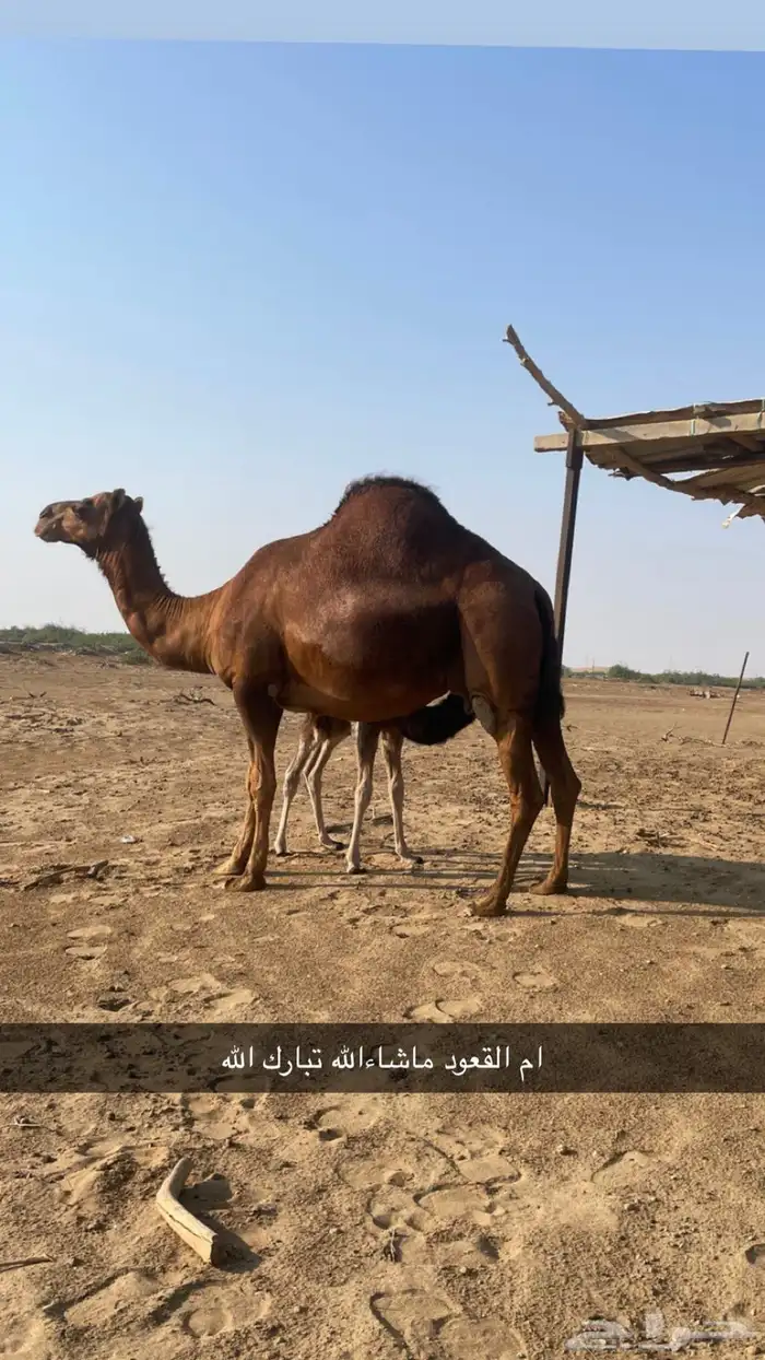 مشروع فحل ساحلي فاااخر 8